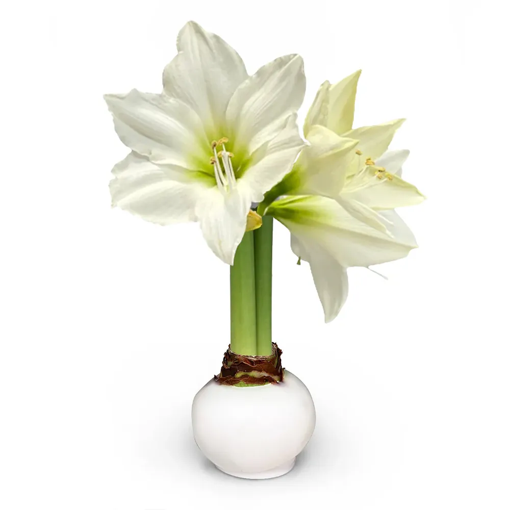 White Wax-Dipped Amaryllis Bulb with White Blooms 1