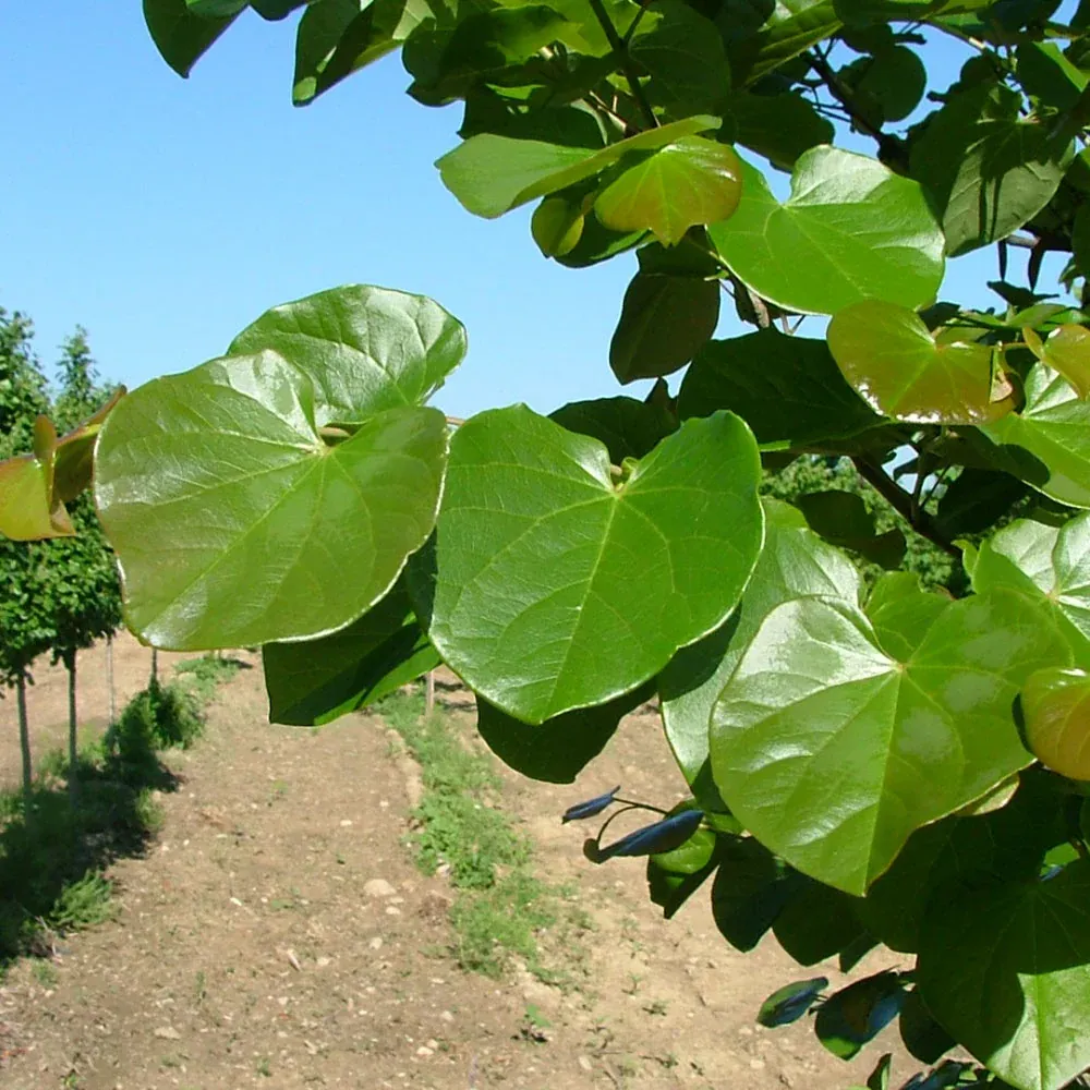 Luscious Lavender™ Redbud Tree (Cercis canadensis) 2