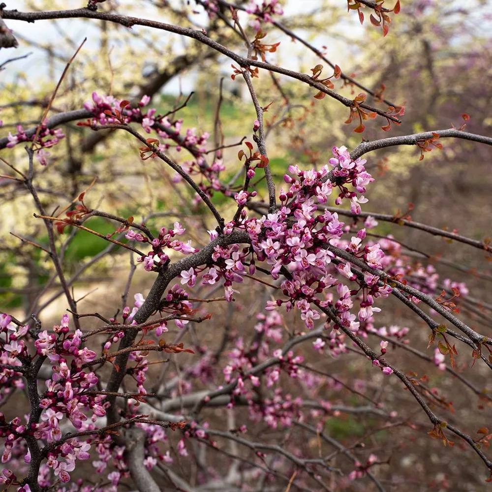 Emerald Falls Redbud Tree - Weeping Cercis canadensis Ornamental Tree 6