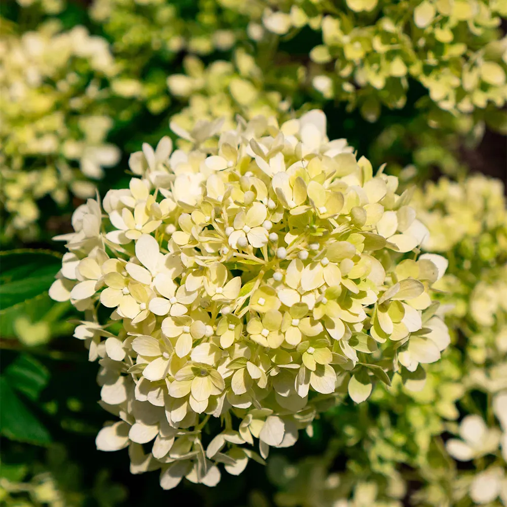 Bubble Bath™ Hardy Panicle Hydrangea Shrub 1