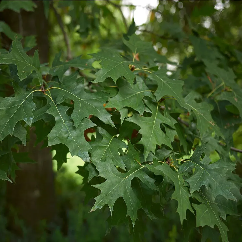 Pin Oak Tree (Quercus palustris) Deciduous Shade Tree 2