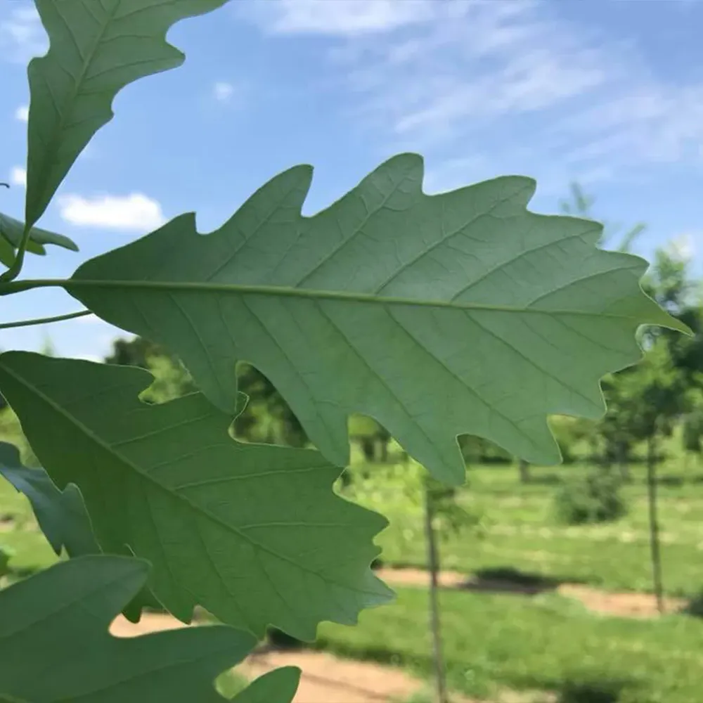 Kindred Spirit® Hybrid Oak Tree - Columnar Deciduous Landscape Specimen 3