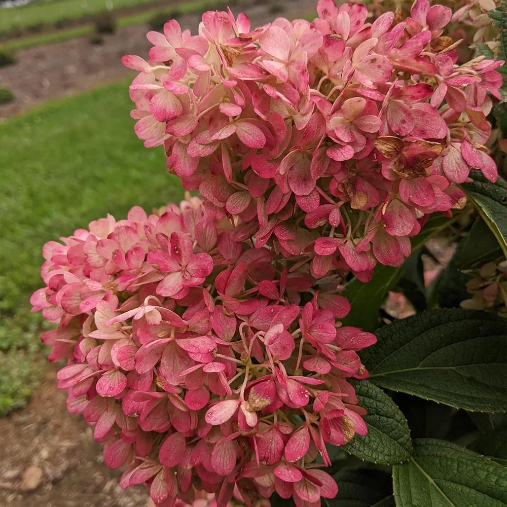 Sweet Starlight Hydrangea Realistic Decorative Floral Stem 1