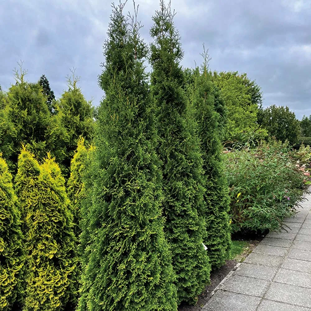 Private Jet™ Arborvitae - Dense Evergreen Privacy Hedge