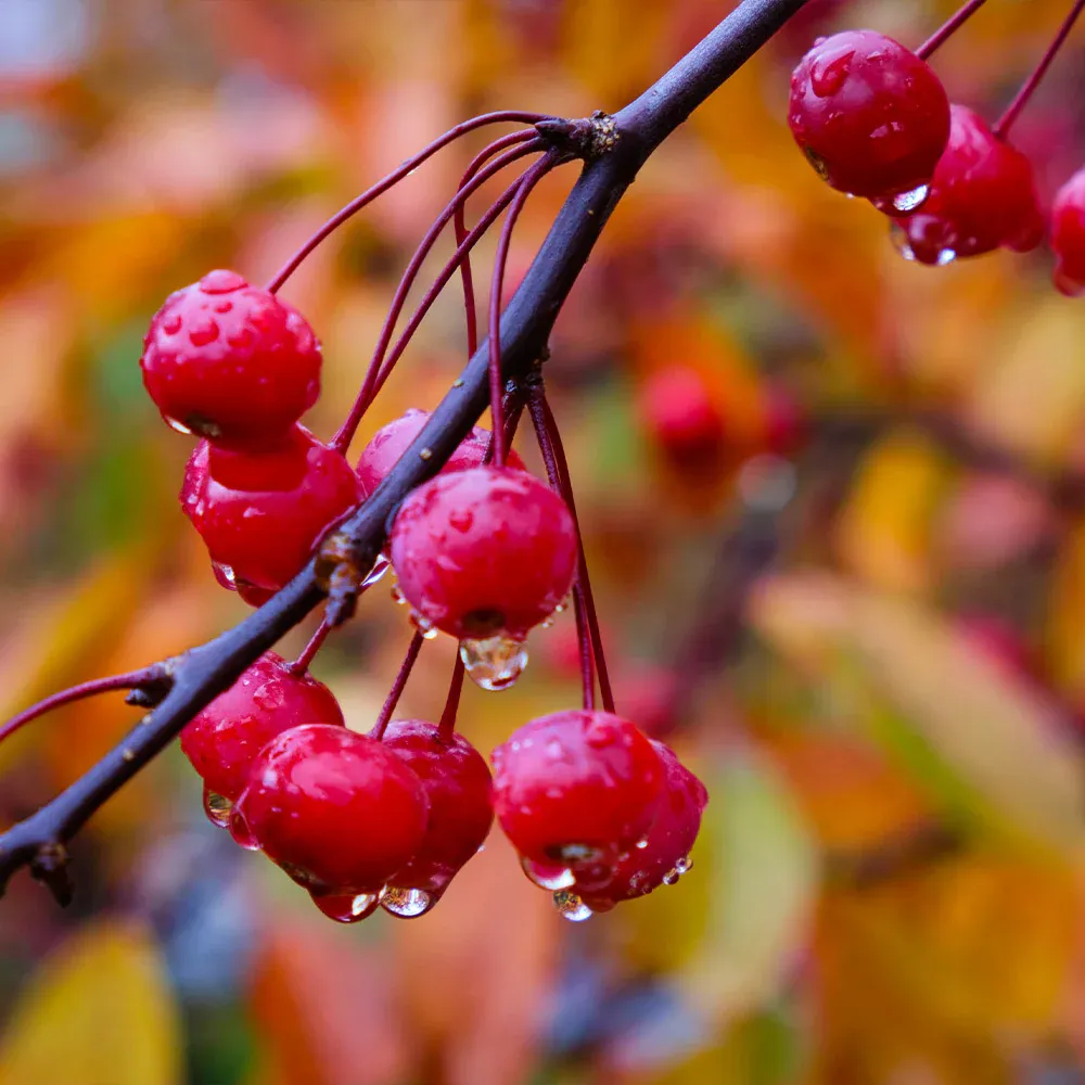 Profusion Crabapple Tree - Ornamental Deciduous Flowering Tree 2