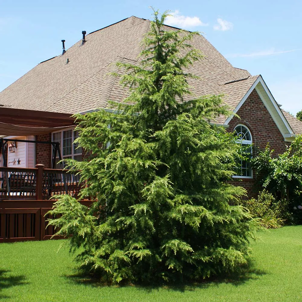 Deodar Cedar Tree (Cedrus deodara) Ornamental Evergreen Conifer 3