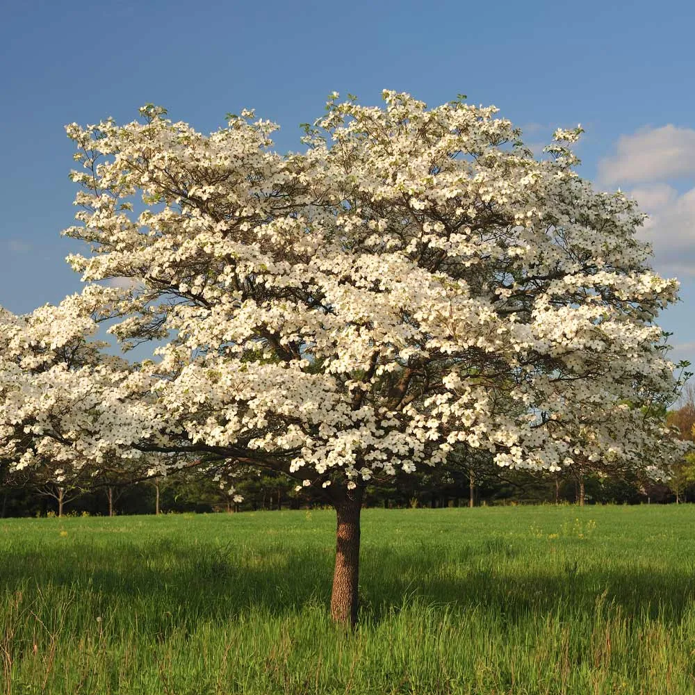 Cloud 9 Dogwood Tree - Ornamental Flowering Deciduous Tree