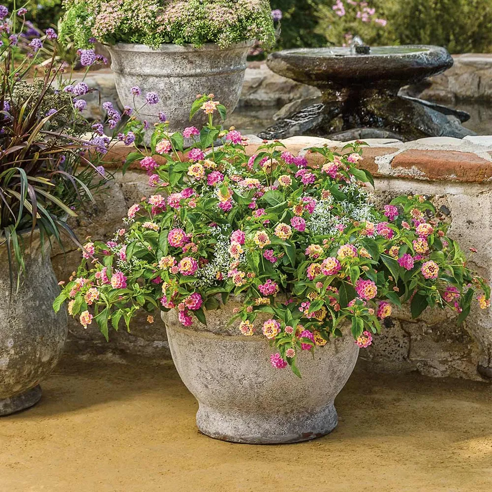 Proven Winners® Luscious® Pinkberry Blend™ Lantana - Heat-Tolerant Flowering Shrub 3