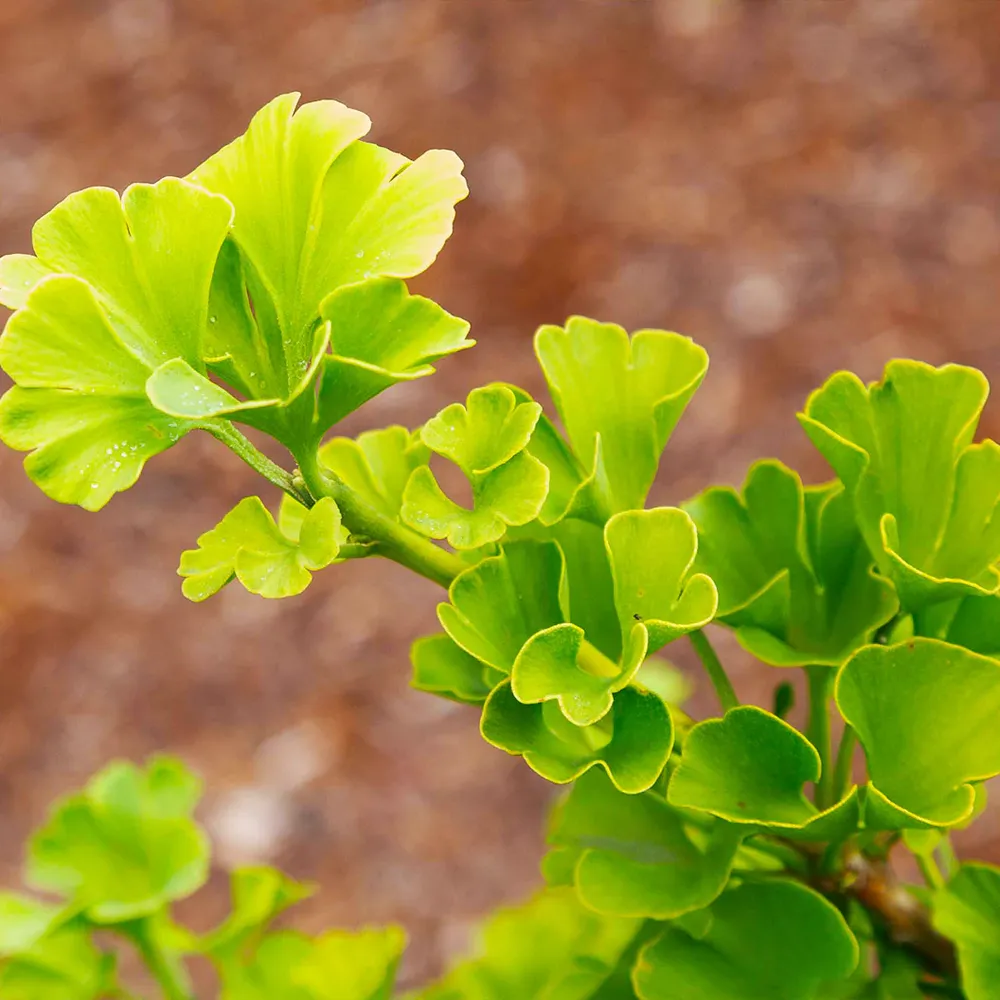 Everton Broom Ginkgo Tree - Realistic Artificial Indoor Decorative Plant 2