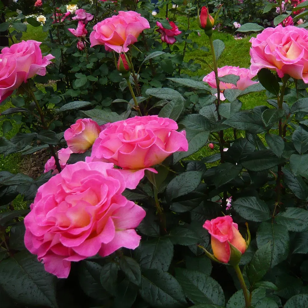 Julie Andrews™ Hybrid Tea Rose - Fragrant Garden Shrub 5