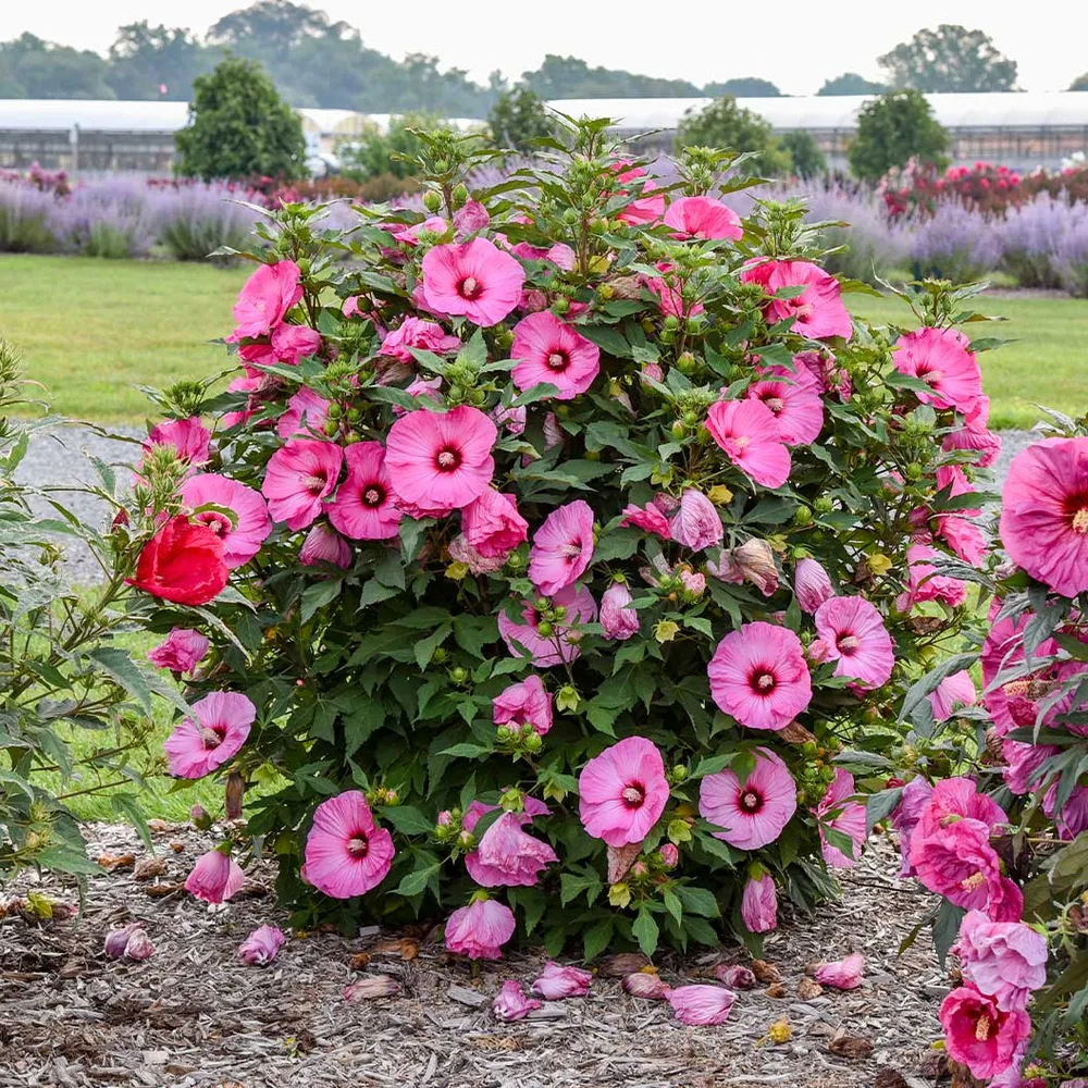Summerific® ‘Candy Crush’ Hibiscus - Hardy Perennial Flowering Shrub 1
