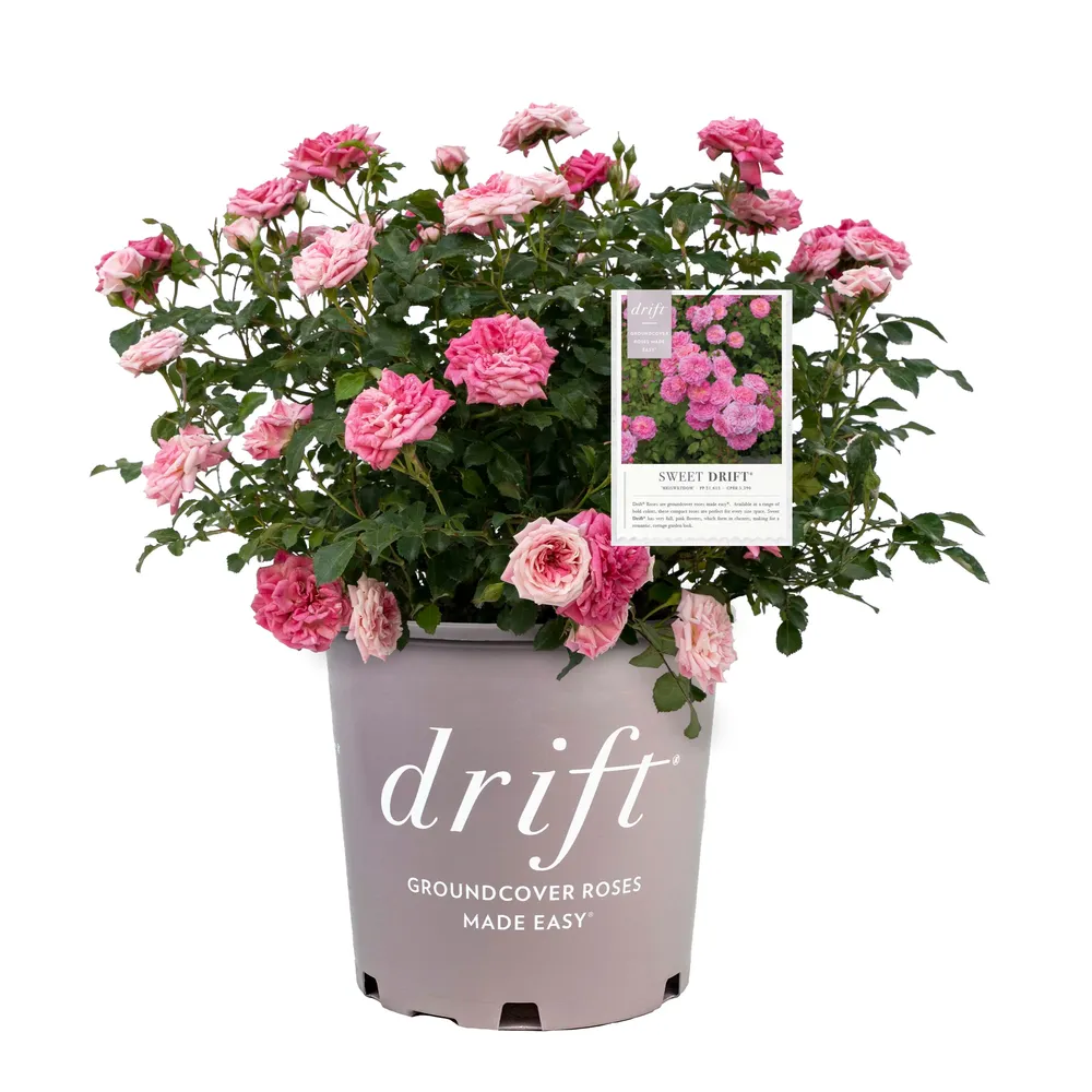 Sweet Drift® Rose - Compact Groundcover Shrub Rose 2