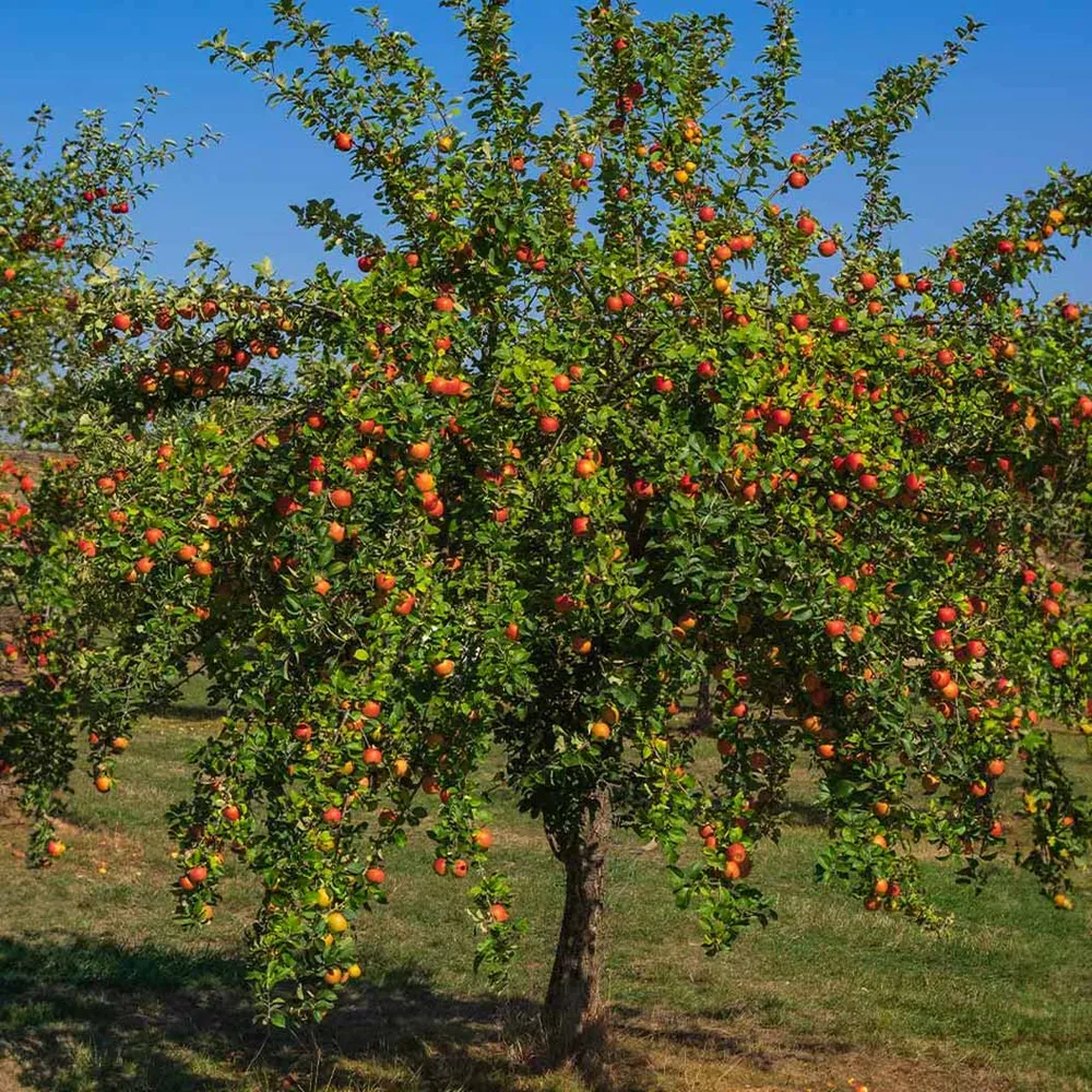Gala Apple Tree - Productive Deciduous Fruit Tree for Home Gardens 1