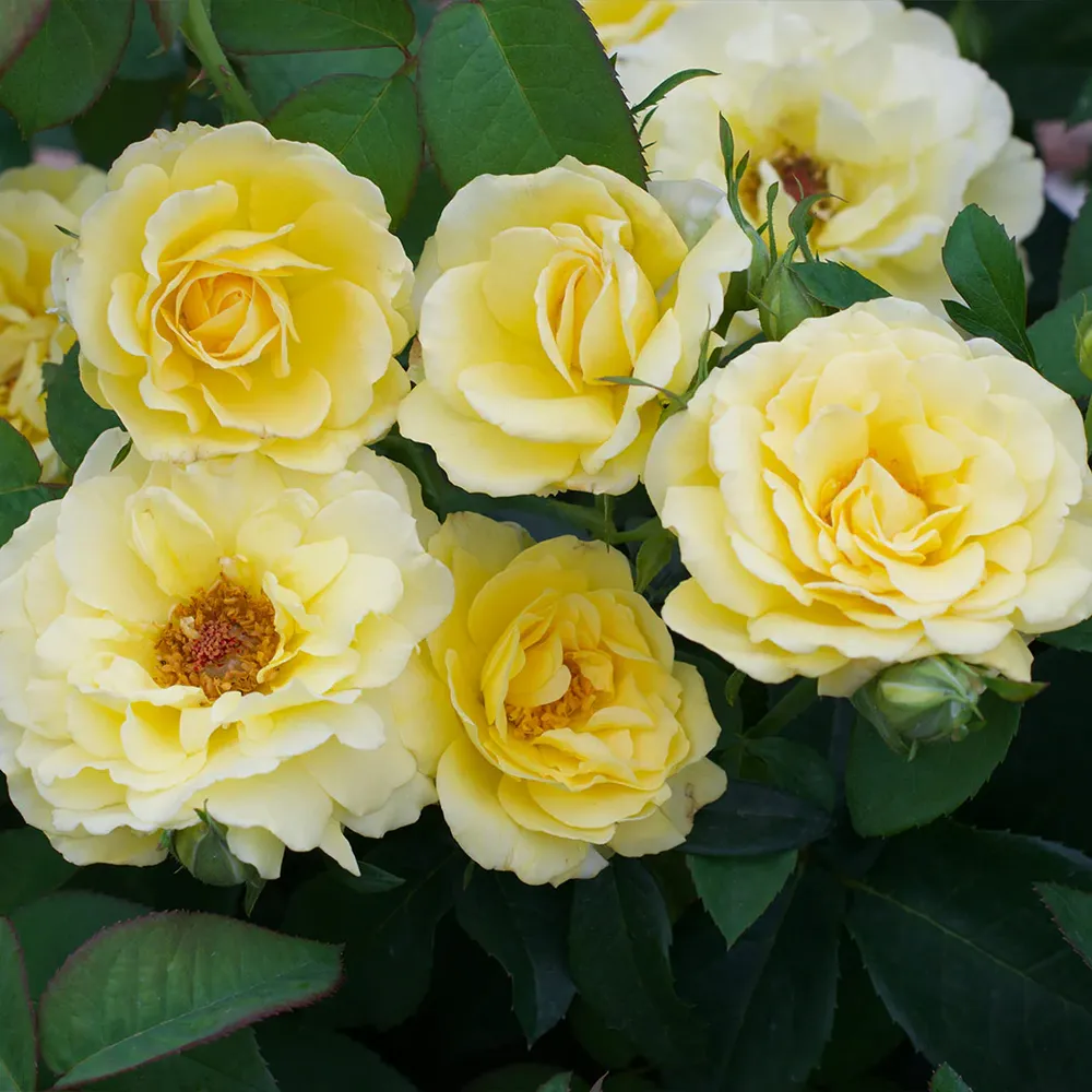 Bee Heaven™ Rose Shrub - Hardy Flowering Garden Plant 3