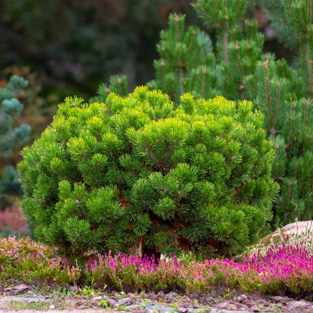 Dwarf Mugo Pine Shrub - Pinus mugo var. pumilio Compact Evergreen 2