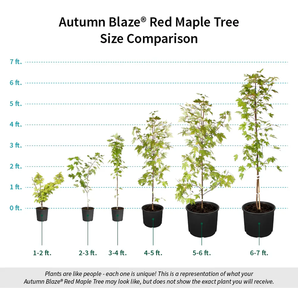 Autumn Blaze Red Maple Tree (Acer x freemanii) 5