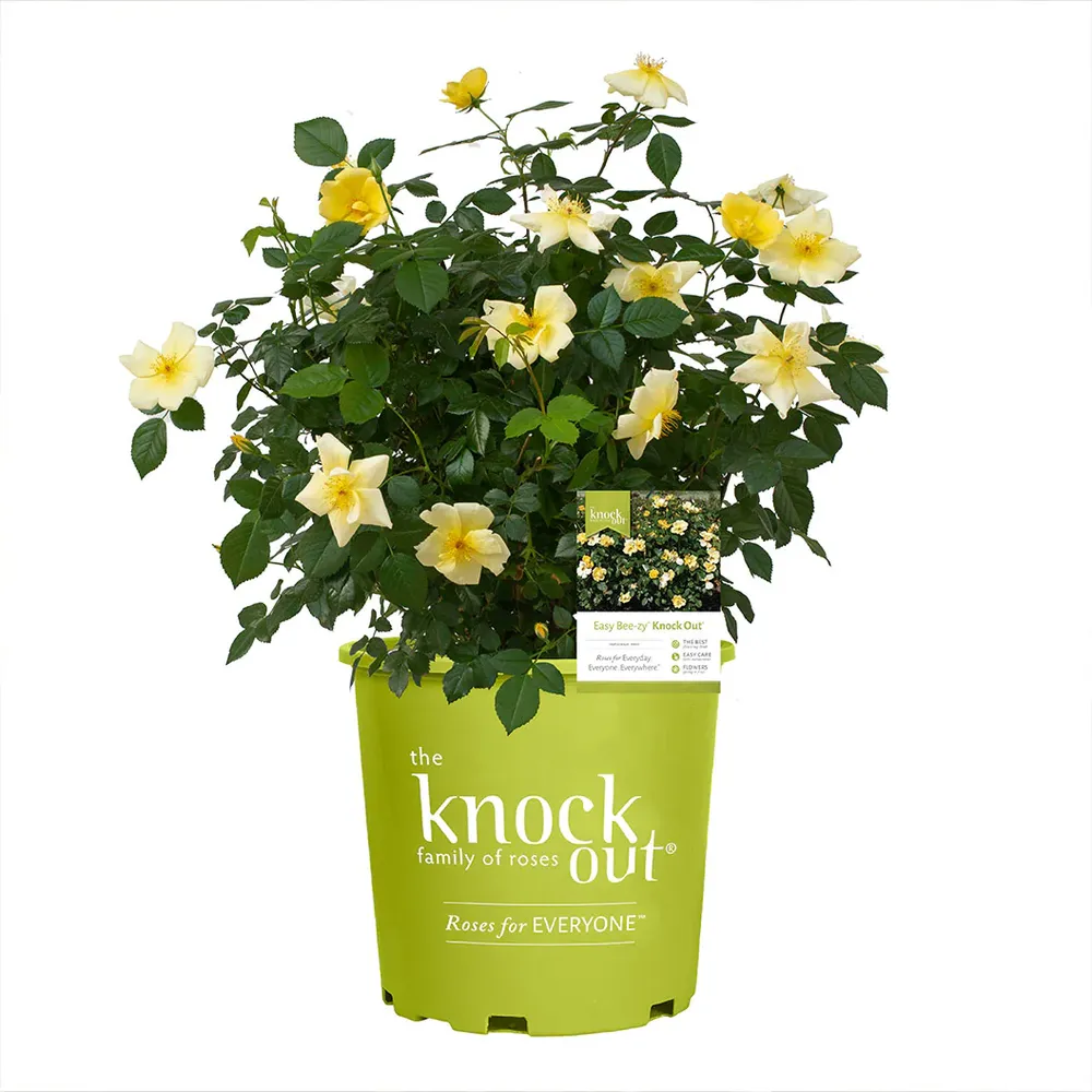 Easy Bee-zy Knock Out® Rose - Disease Resistant Shrub Rose 4