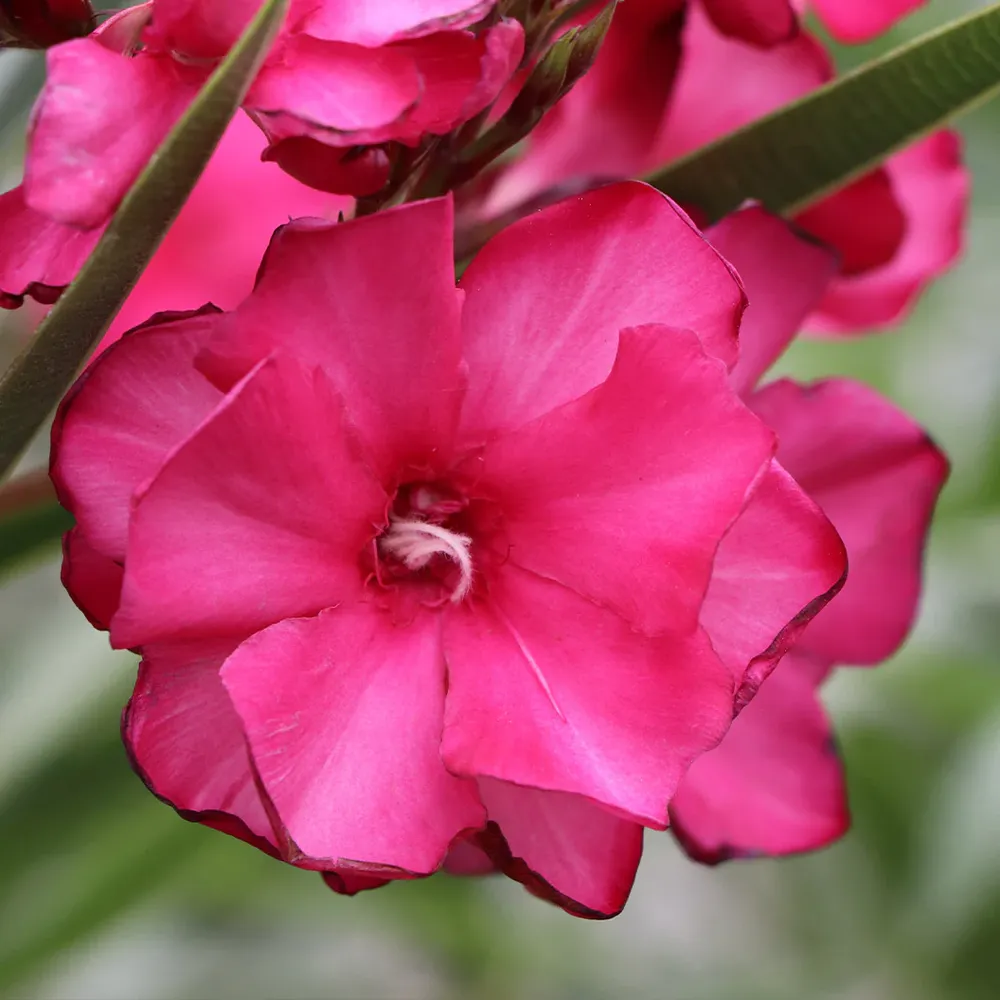 ¡OLÉ!® Bicolor Red Oleander Shrub - Drought Tolerant Evergreen Flowering Plant 2