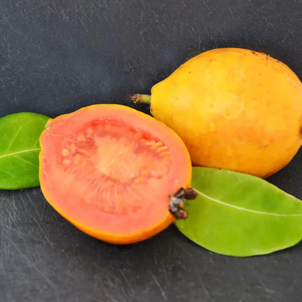 Barbie Pink Guava Tree - Tropical Fruit-Bearing Plant