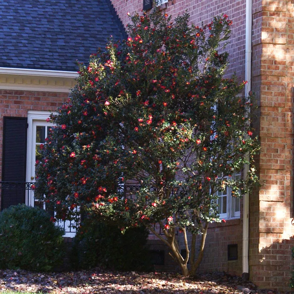 Yuletide Camellia Sasanqua Evergreen Winter Flowering Shrub 1