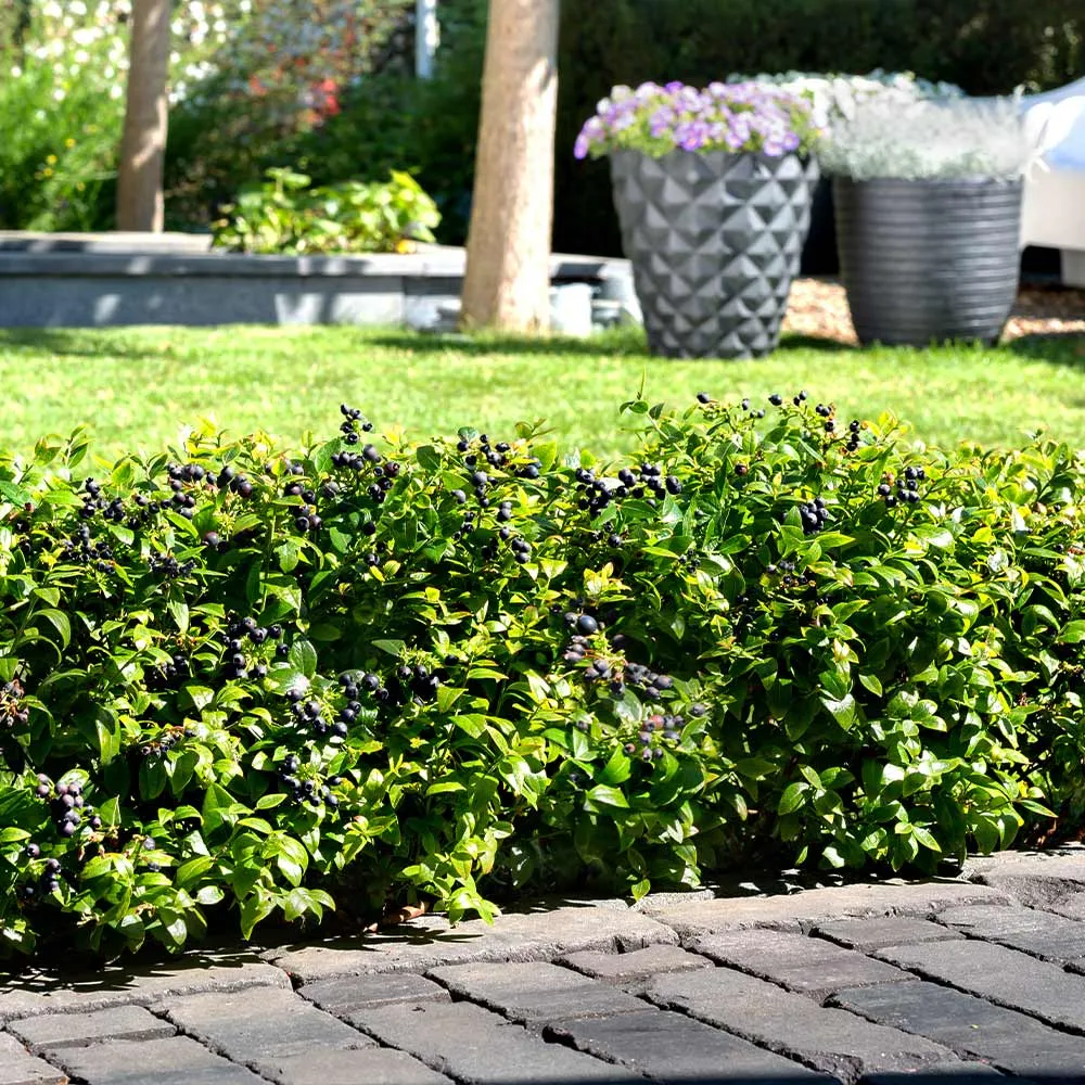Bushel and Berry® BerryBux® Blueberry - Compact Edible Ornamental Shrub 2