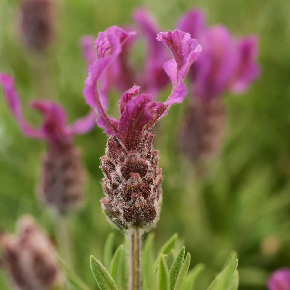 Anouk Deep Rose Lavender Perennial Flowering Plant 1