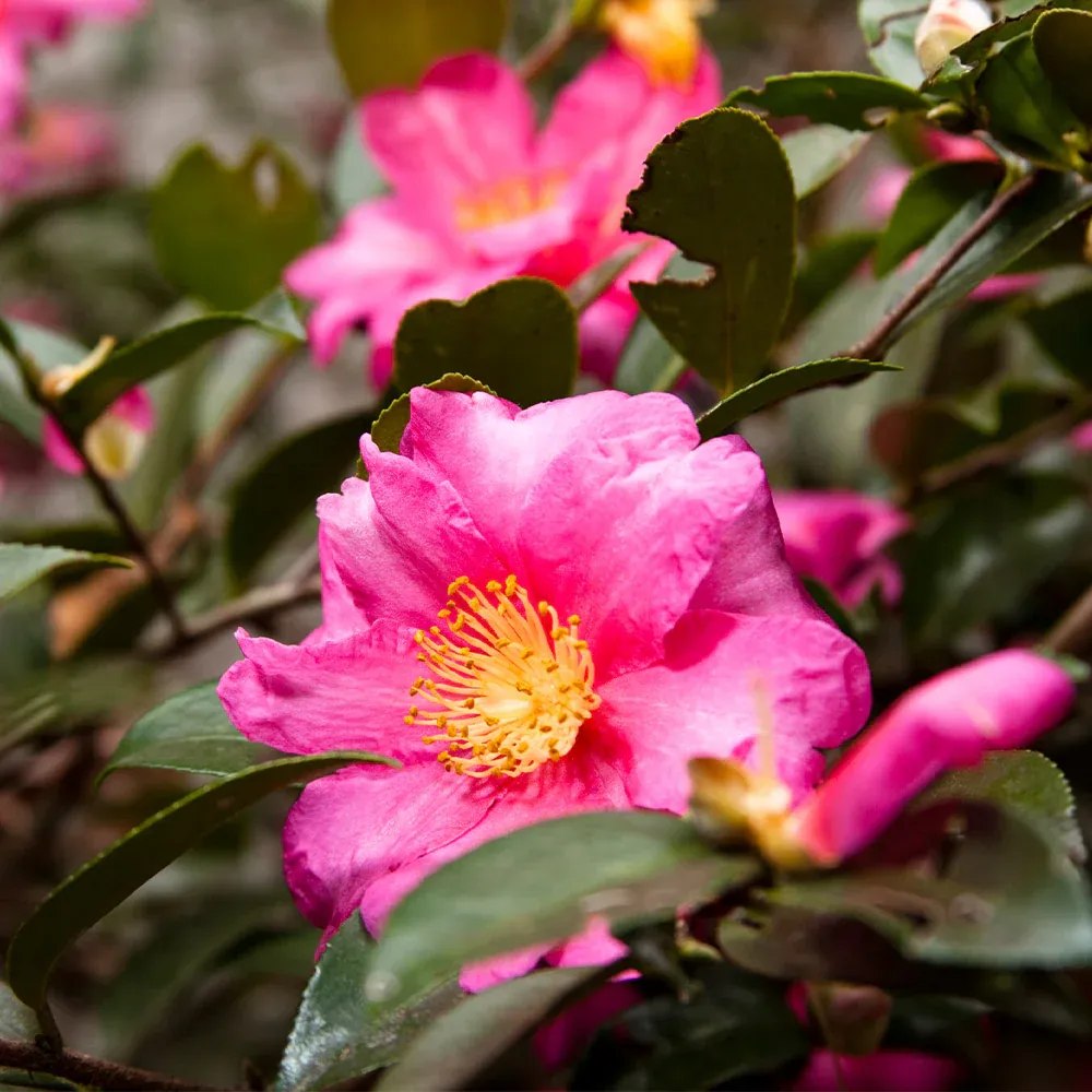 Camellia 'Shi-Shi Gashira' Dwarf Evergreen Flowering Shrub