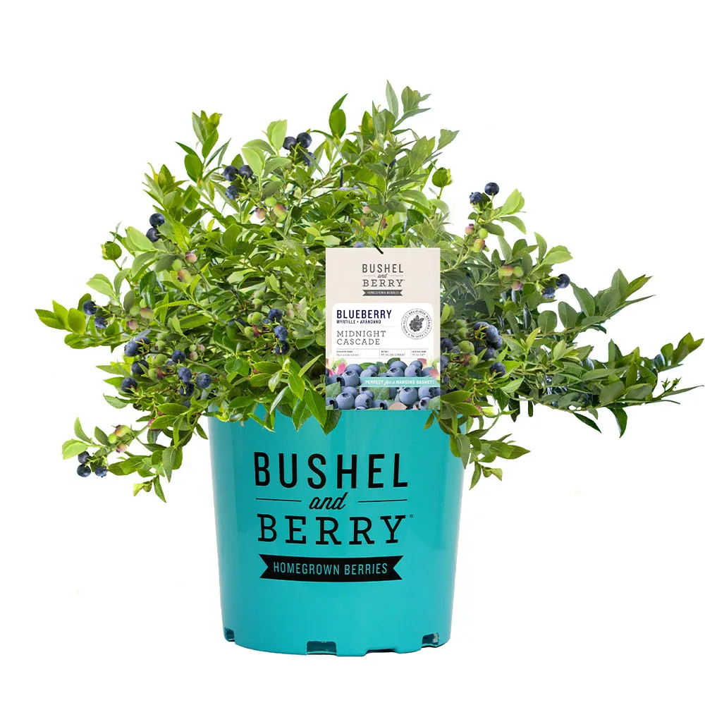 Midnight Cascade Blueberry Trailing Ornamental Fruit Shrub 6
