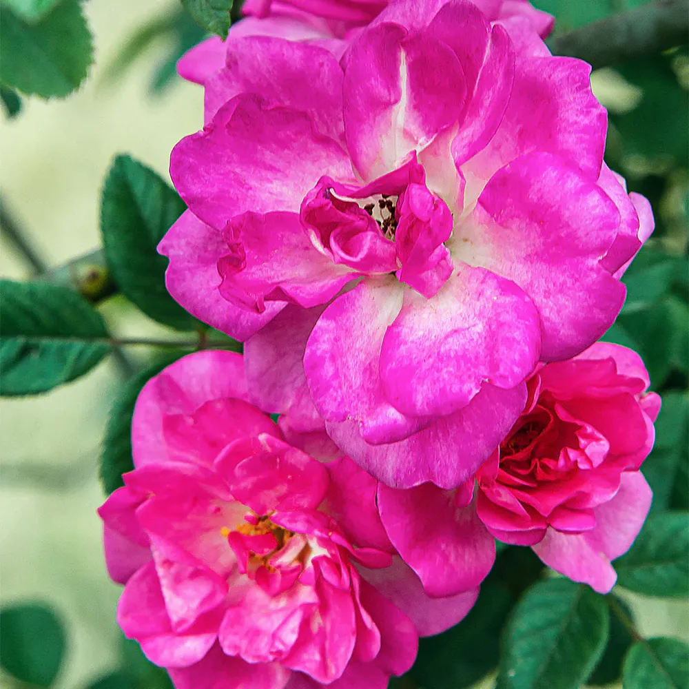 Peggy Martin Rose Shrub - Vigorous Climbing Rose for Garden Landscaping 2