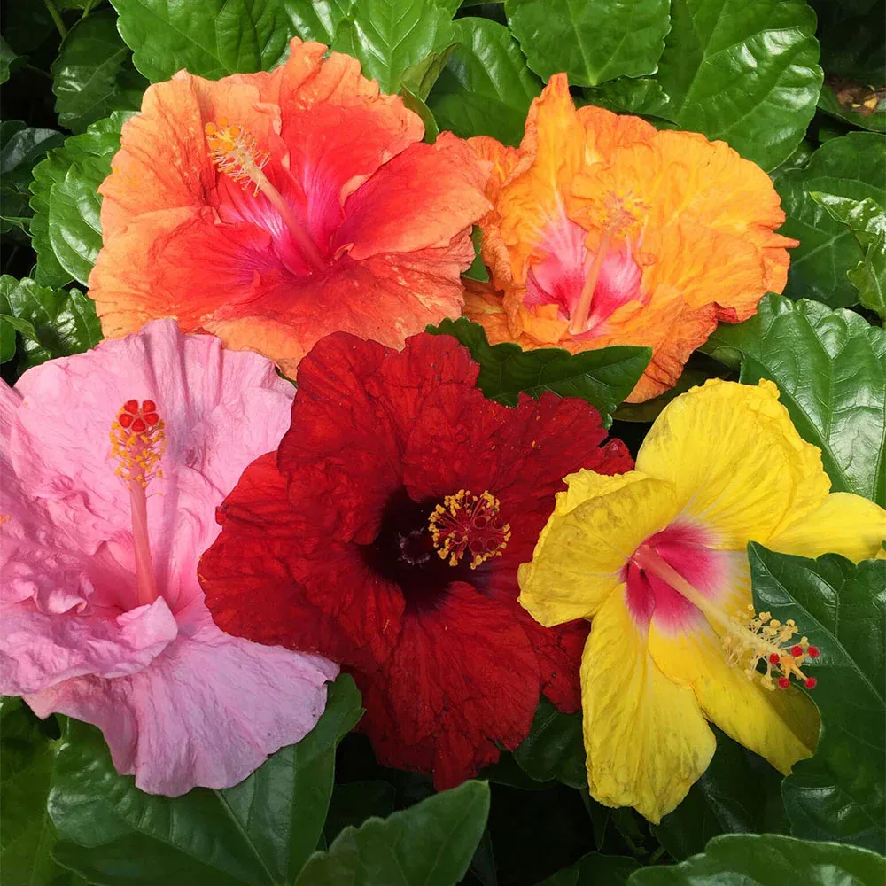 Bloom Bash® Hollywood® Hibiscus Tropical Flowering Shrub 3