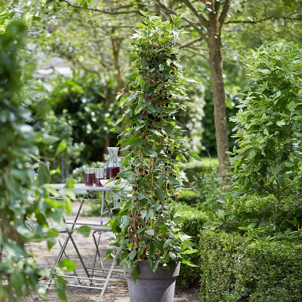 MojoBerry® Mulberry Bush - Compact Dwarf Fruit Plant for Home Gardens