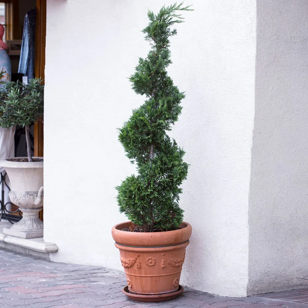 Spiral Spartan Juniper Tree - Sculpted Evergreen Topiary