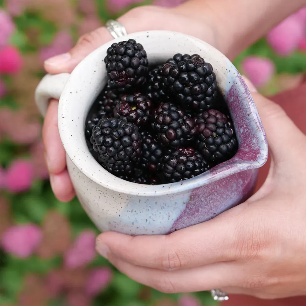 Proven Winners® Taste of Heaven® Thornless Blackberry Shrub