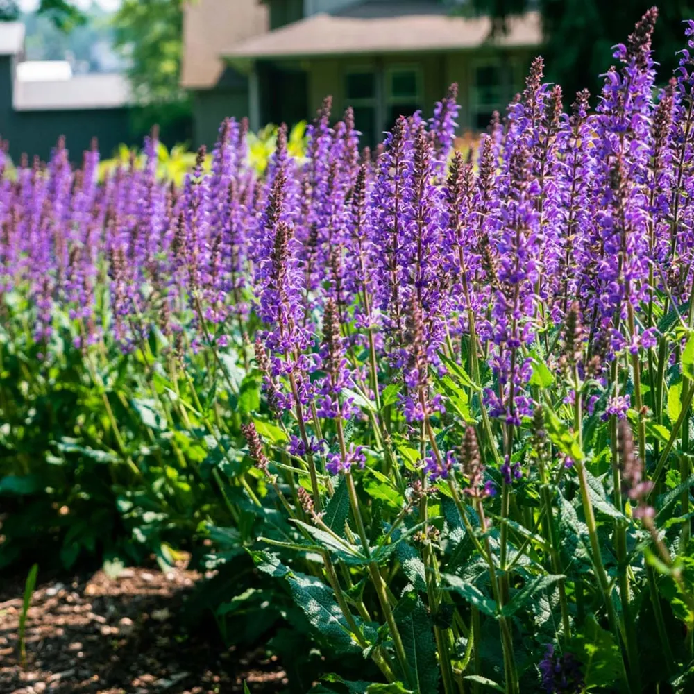 Blue by You Salvia Perennial Flowering Garden Plant