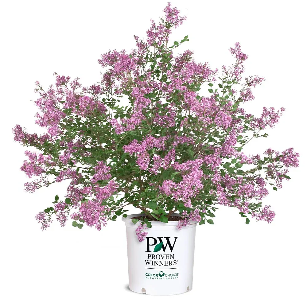 Proven Winners® Bloomerang® Reblooming Lilac Shrub 5