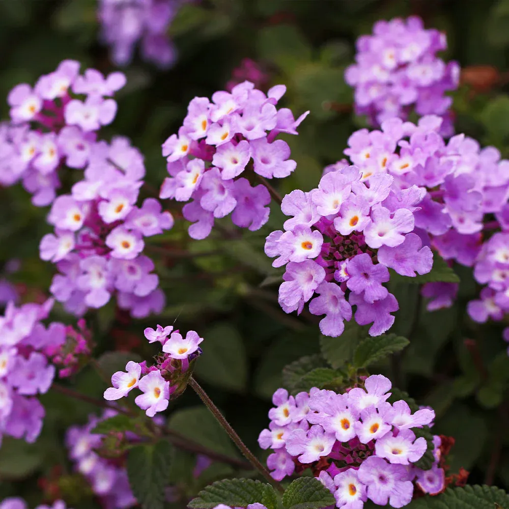 Purple Lantana Flowering Shrub for Garden Landscaping 1