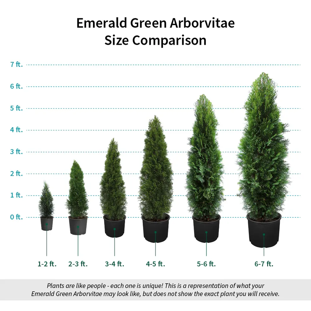 Emerald Green Arborvitae (Thuja Occidentalis) Evergreen Privacy Hedge 7