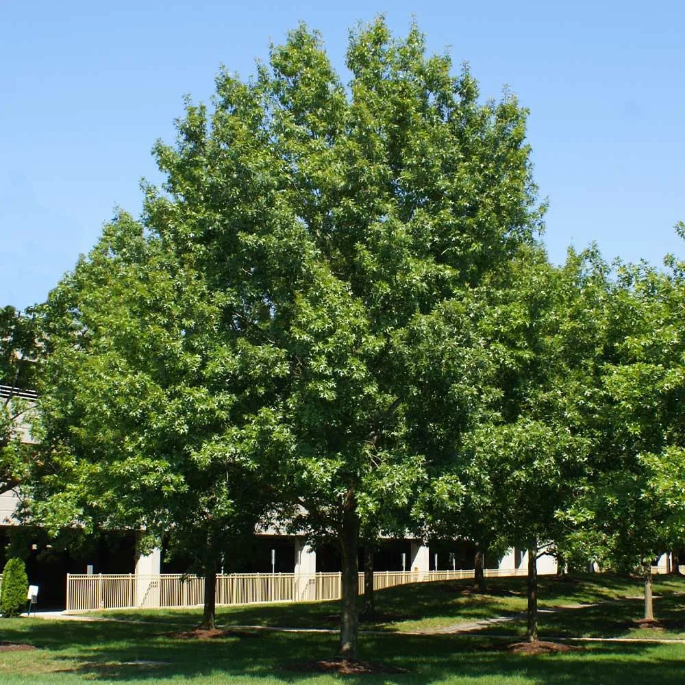 Southern Red Oak Tree (Quercus falcata) - Native Deciduous Shade Tree 1