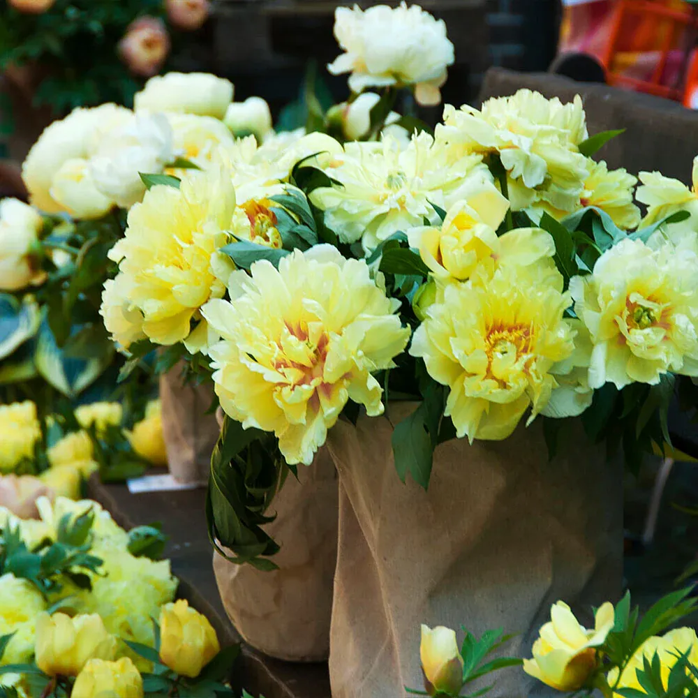 Bartzella Peony Itoh Hybrid Intersectional Perennial Bare Root 3