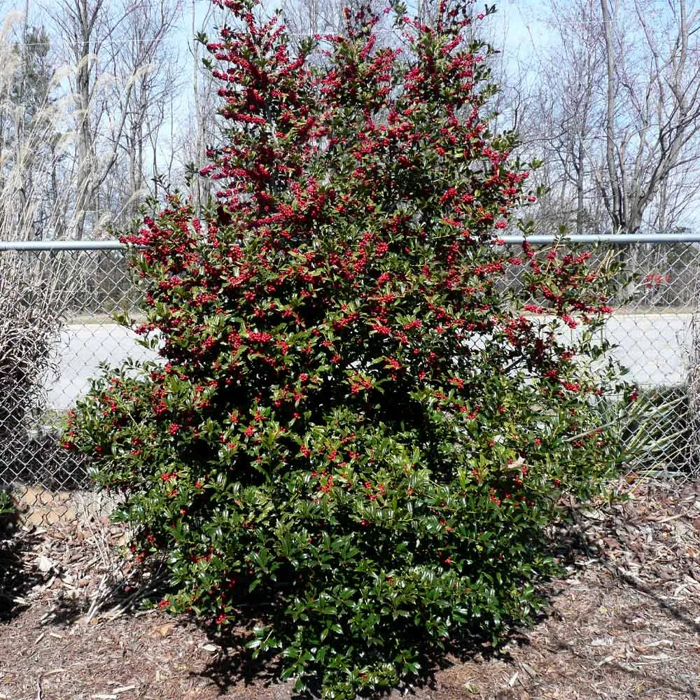Oak Leaf Holly Tree - Ornamental Evergreen Landscape Shrub 2