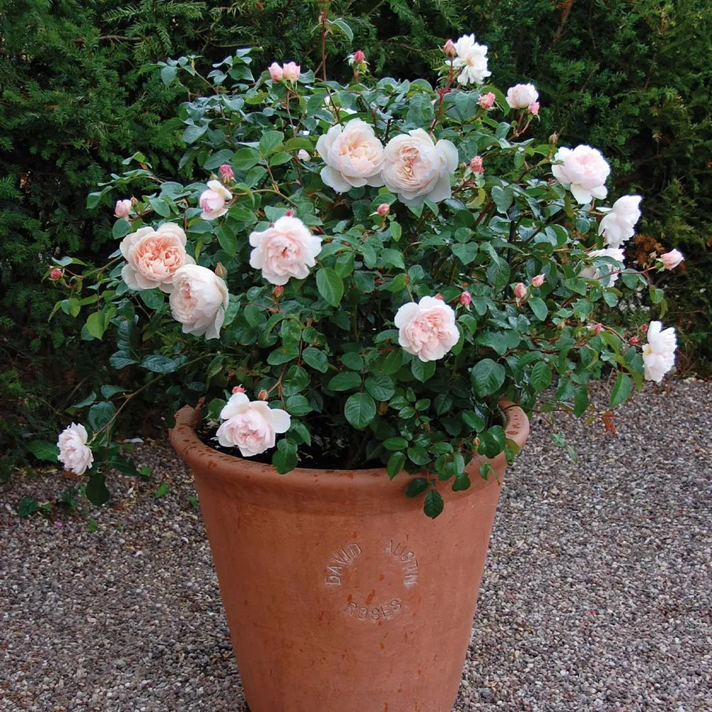 David Austin® The Generous Gardener® English Climbing Rose 3