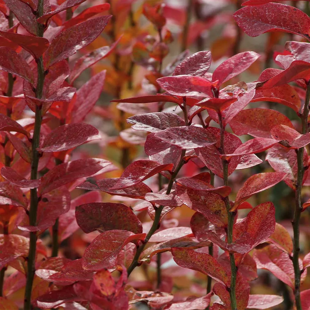 Aurora Blueberry Bush - Northern Highbush Variety 2