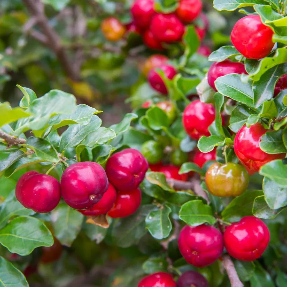 Barbados Acerola Cherry Shrub (Malpighia Emarginata) Live Fruit Plant 1