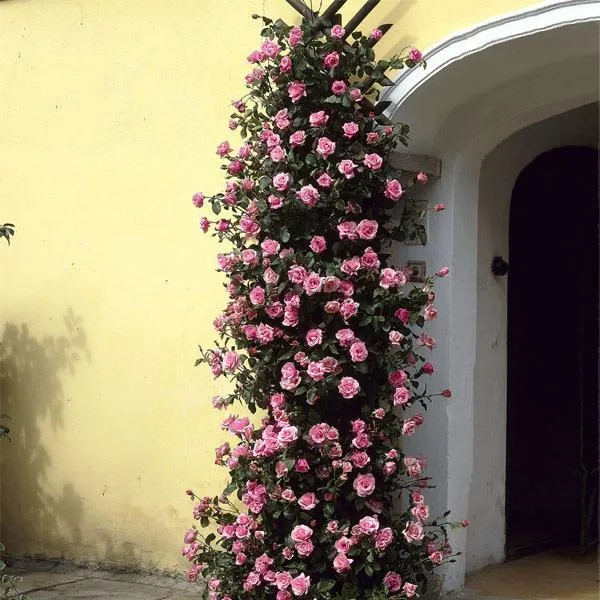 Zephirine Drouhin Climbing Rose Shrub - Thornless Heirloom Variety