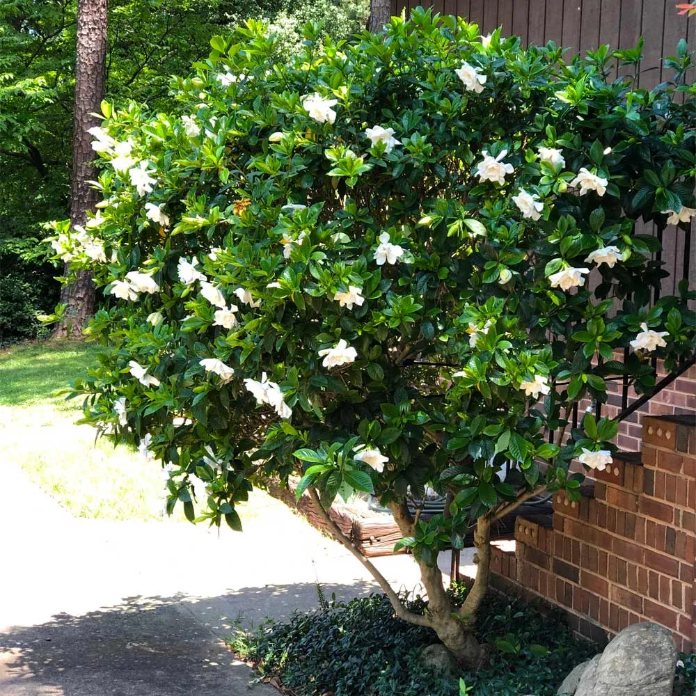 August Beauty Gardenia Shrub - Fragrant Evergreen Flowering Plant 3