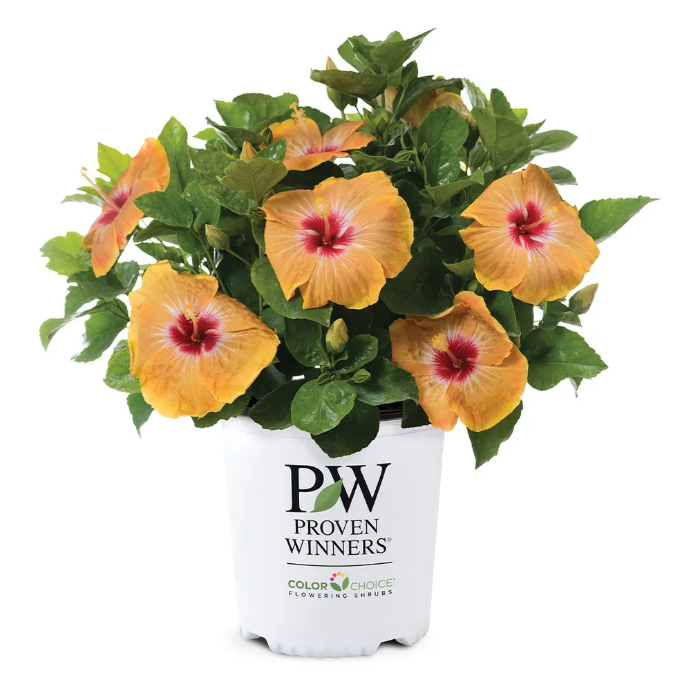 Golden Globe Hollywood Hibiscus Tropical Flowering Shrub 3
