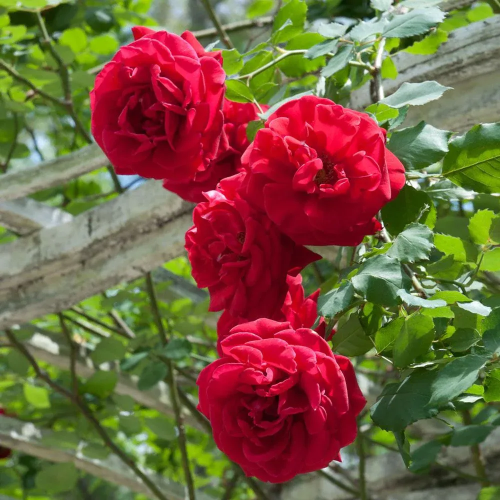Don Juan Climbing Rose Shrub - Deep Red Fragrant Climbing Rose