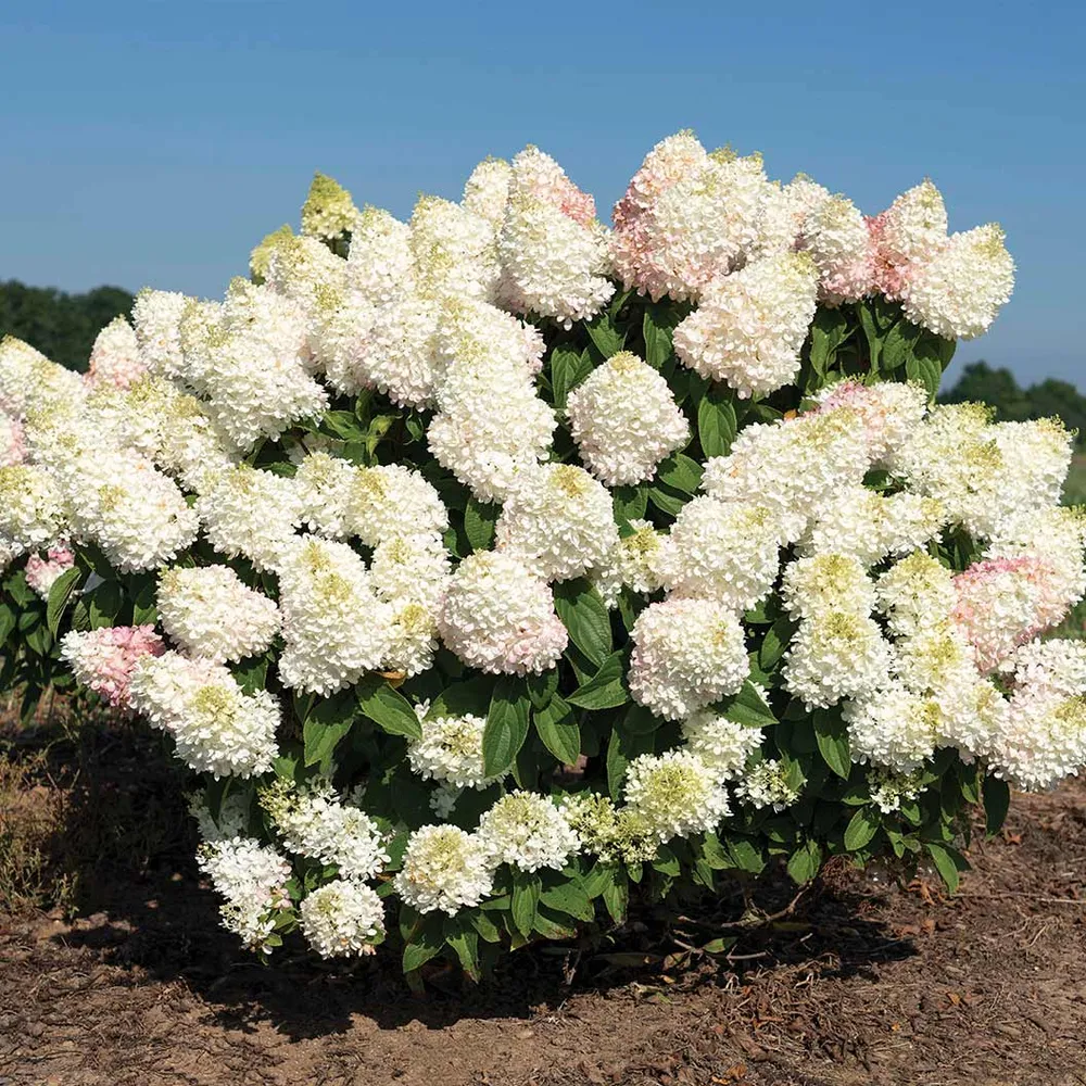 Sweet Starlight Hydrangea Realistic Decorative Floral Stem