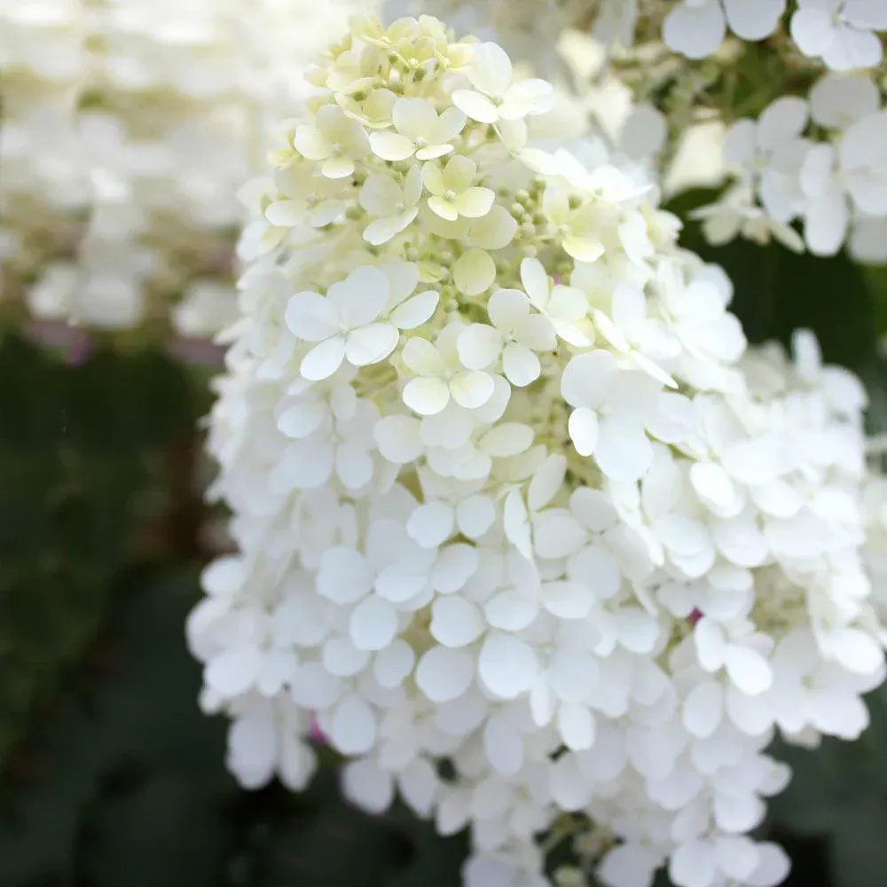 Proven Winners® Bobo® Hydrangea Paniculata Flowering Shrub 3
