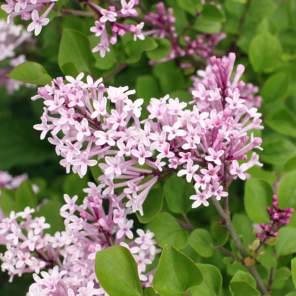 Dwarf Korean Lilac Shrub (Syringa meyeri 'Palibin') 1